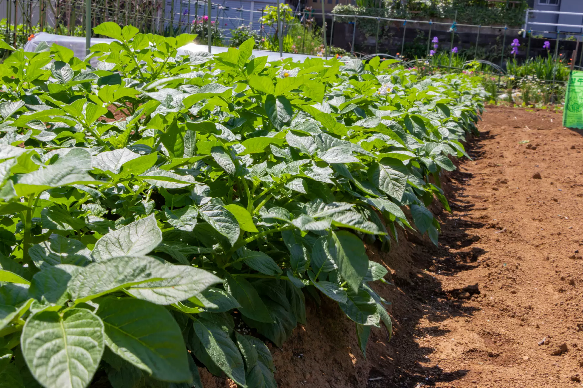 Potatoes crop field