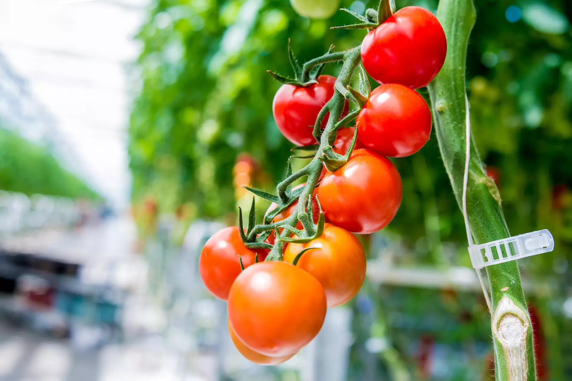 Tomatoes crop field