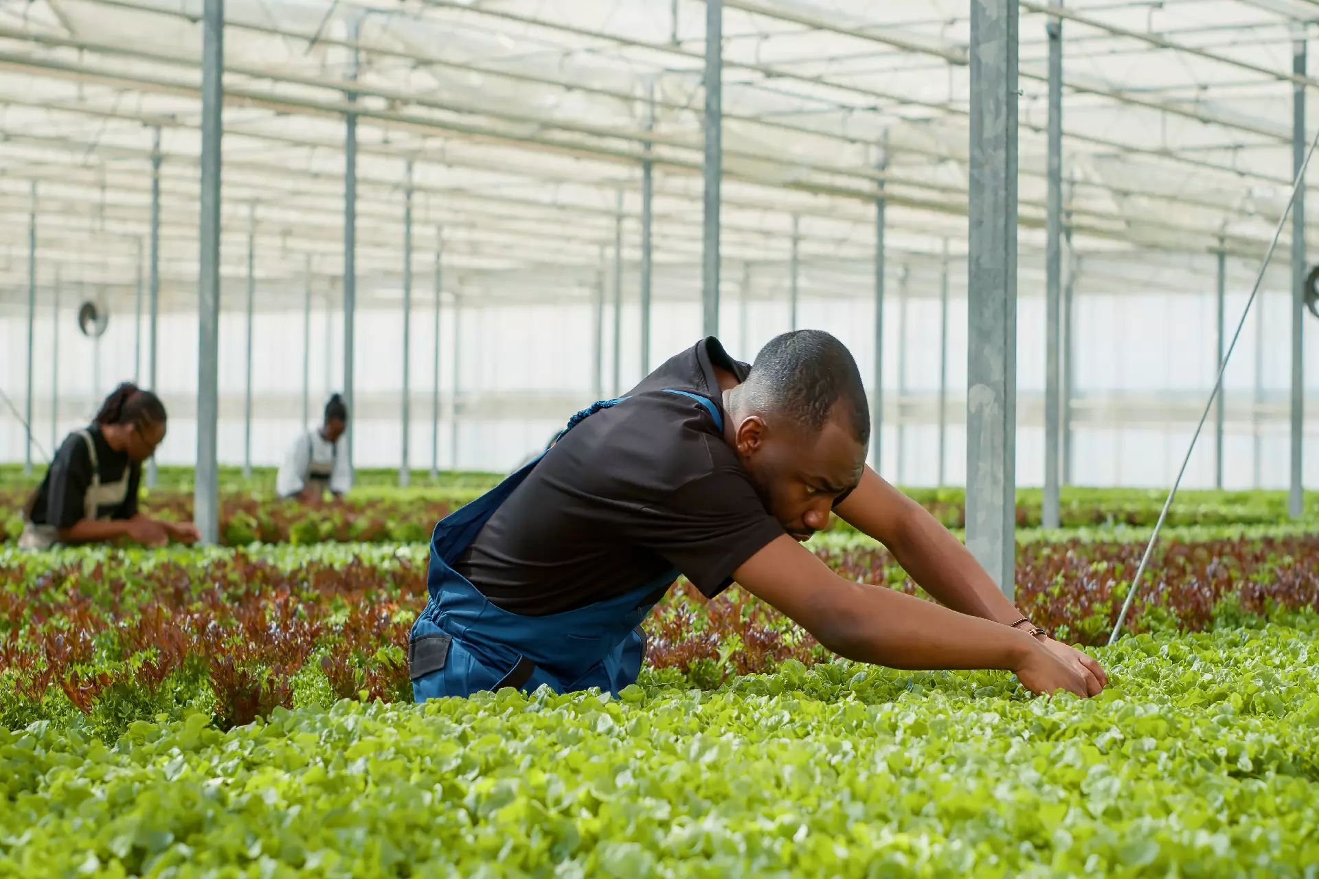 Growmate field support team working with farmers