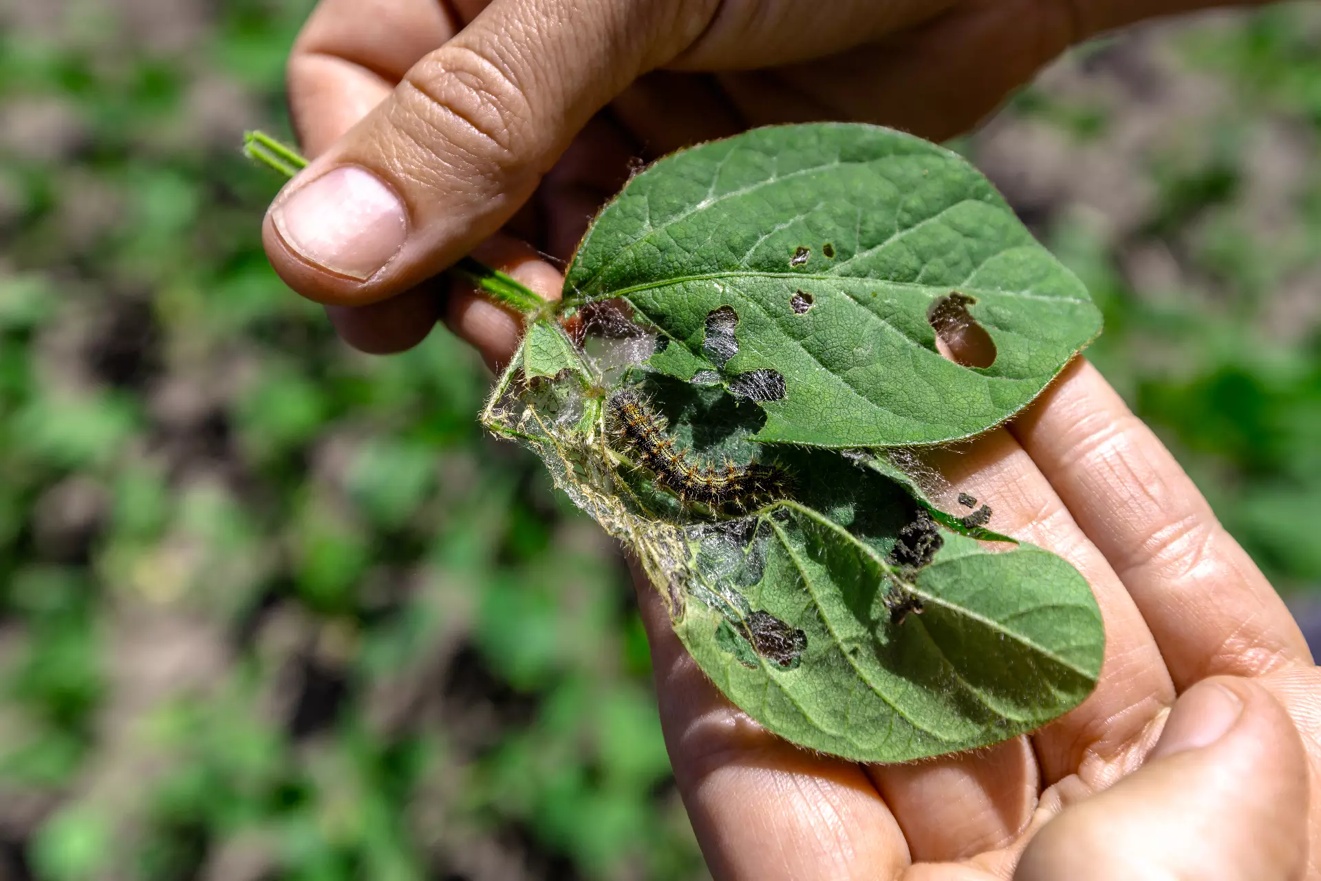 Insecticides